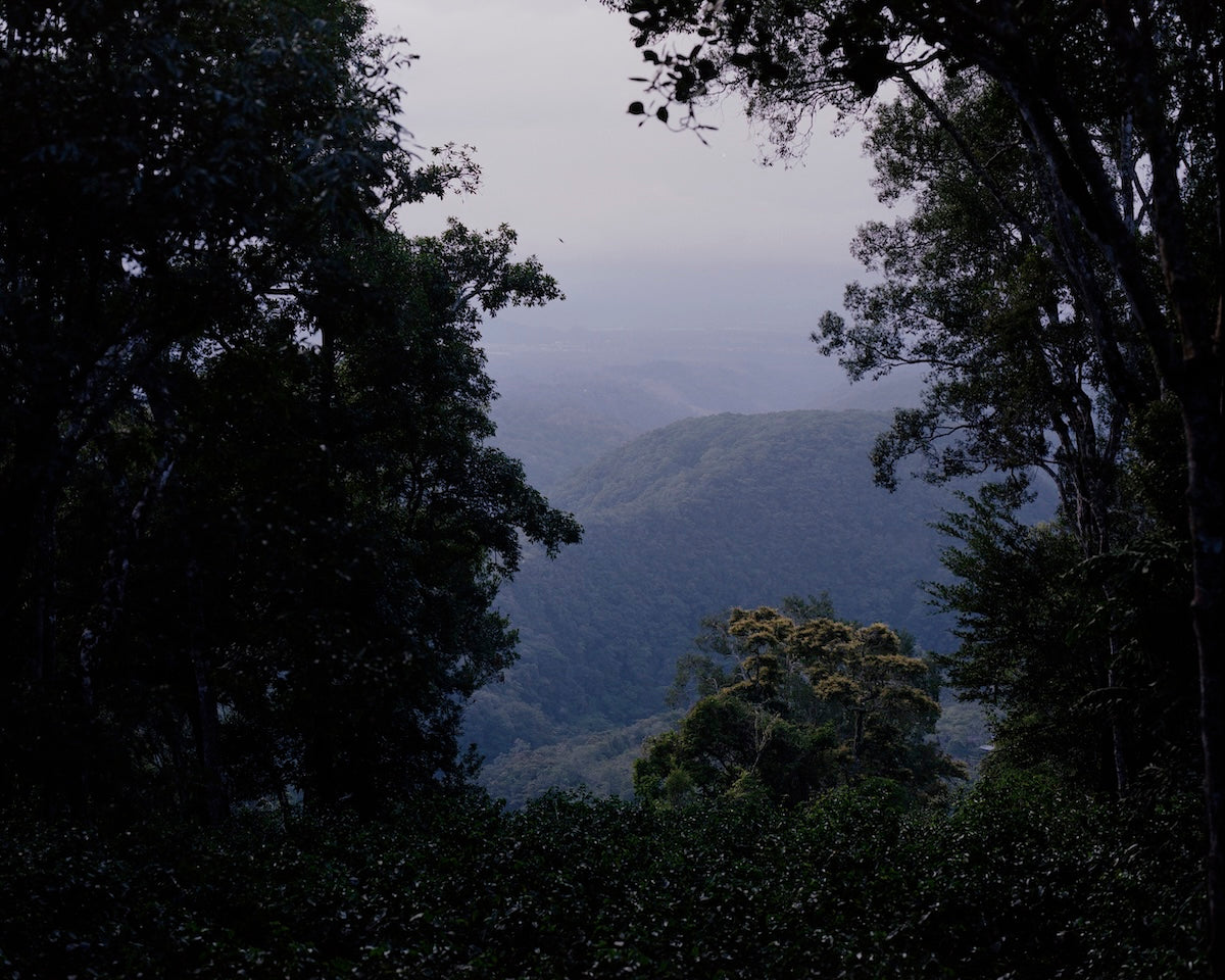 Cerro Azul Washed - La Cabra